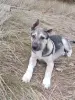 Щенки - Вся Беларусь - 265440 - Доска объявлений Kupika.by