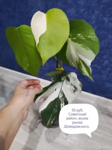 Монстера Альба и др. Высылаю почтой.
