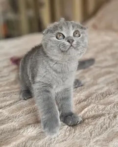 шотландский котёнок