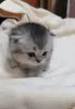 Кошки - Котята шотландские - Вся Беларусь - Фото 4 Котята шотландские - Вся Беларусь - 264599 - Доска объявлений Kupika.by - Фото 4