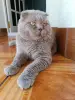 Кошки - Василий - лиловый вислоухий кот в дар - Вся Беларусь - Фото 4 Василий - лиловый вислоухий кот в дар - Вся Беларусь - 264157 - Доска объявлений Kupika.by - Фото 4