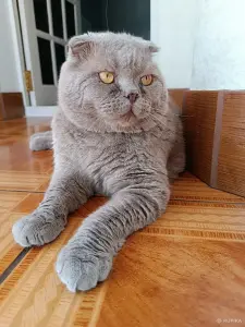 Василий - лиловый вислоухий кот в дар