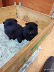 Мальчики померанского шпица