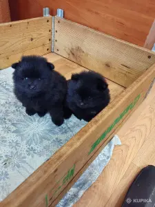 Мальчики померанского шпица