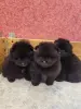 Собаки - Померанский шпиц щенки. - Вся Беларусь Померанский шпиц щенки. - Вся Беларусь - 264665 - Доска объявлений Kupika.by