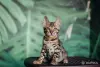 Бенгальский котёнок мальчик, кот бенгал - Вся Беларусь - 264822 - Доска объявлений Kupika.by - Фото 3
