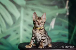 Бенгальский котёнок мальчик, кот бенгал