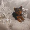 Йоркширский терьер. Мальчик - Вся Беларусь - 265827 - Доска объявлений Kupika.by