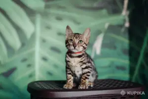 Бенгальский котёнок