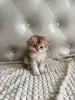 Шотландские котята - Вся Беларусь - 264232 - Доска объявлений Kupika.by