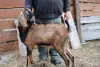 Продам козла нубийской породы с документами - Вся Беларусь - 264092 - Доска объявлений Kupika.by - Фото 3