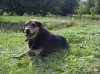 Новый ДОМ для ЧАКа - Вся Беларусь - 264422 - Доска объявлений Kupika.by - Фото 2