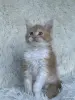 Кошки - Мейн-кун котята - Вся Беларусь - Фото 3 Мейн-кун котята - Вся Беларусь - 264222 - Доска объявлений Kupika.by - Фото 3