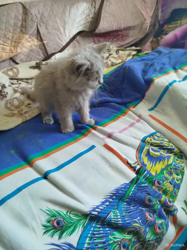Котята бесплатно - Вся Беларусь - 264160 - Доска объявлений Kupika.by - Фото 3
