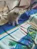 Котята бесплатно - Вся Беларусь - 264160 - Доска объявлений Kupika.by - Фото 3
