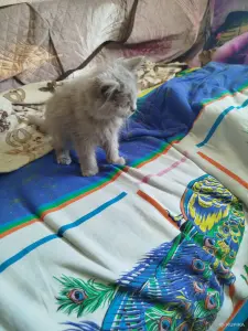 Котята бесплатно