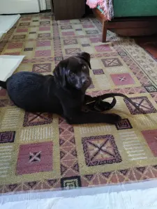 Собака