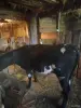 Продам нетель - Вся Беларусь - 265316 - Доска объявлений Kupika.by