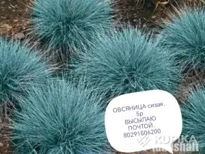 Многолетники. Высылаю почтой.