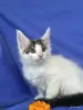 Кошки - Мейн-кун котята - Ружаны - Фото 13 Мейн-кун котята - Ружаны - 263816 - Доска объявлений Kupika.by - Фото 13