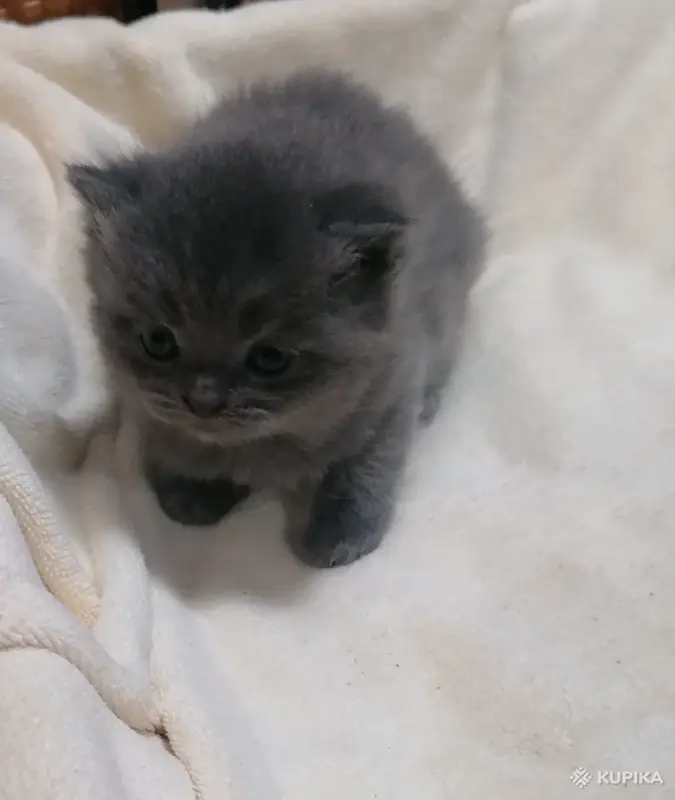 Кошки - Котята шотландские - Вся Беларусь - Фото 2 Котята шотландские - Вся Беларусь - 264577 - Доска объявлений Kupika.by - Фото 2
