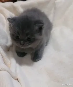 Котята шотландские