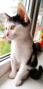 Веселые добрые котята