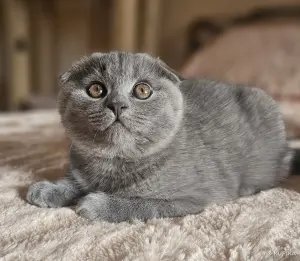 шотландский котёнок
