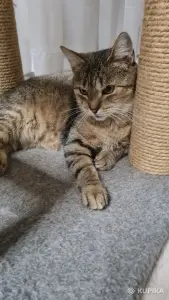 Кошкав дар