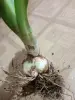 Бабушкин цветок( луковица) - Антополь - 264446 - Доска объявлений Kupika.by - Фото 2