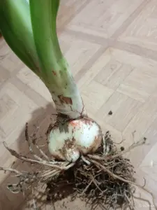 Бабушкин цветок( луковица)