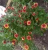 Саженцы, рассада - Саженцы хризантемы - Чаусы Саженцы хризантемы - Чаусы - 264972 - Доска объявлений Kupika.by