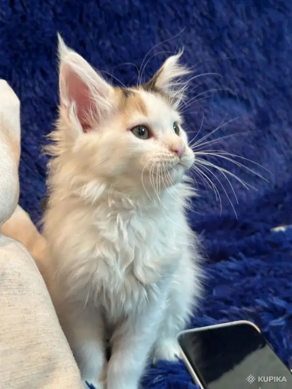 Кошки - Мейн-кун котята - Комарин - Фото 5 Мейн-кун котята - Комарин - 264967 - Доска объявлений Kupika.by - Фото 5