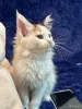 Кошки - Мейн-кун котята - Комарин - Фото 5 Мейн-кун котята - Комарин - 264967 - Доска объявлений Kupika.by - Фото 5