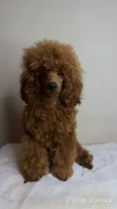 Собаки