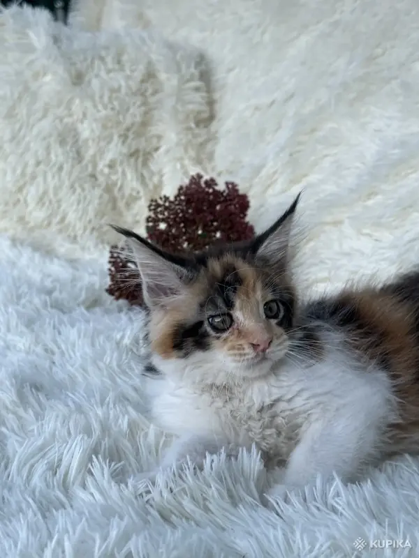 Кошки - Мейн-кун котята - Вся Беларусь - Фото 13 Мейн-кун котята - Вся Беларусь - 264222 - Доска объявлений Kupika.by - Фото 13