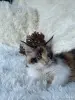 Кошки - Мейн-кун котята - Вся Беларусь - Фото 13 Мейн-кун котята - Вся Беларусь - 264222 - Доска объявлений Kupika.by - Фото 13