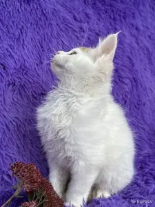 Мейн-кун котята