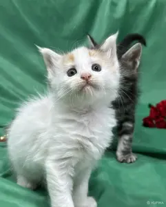 Мейн-кун котята
