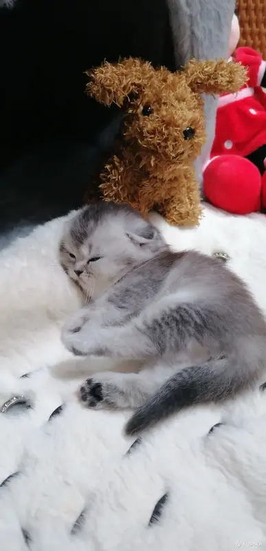 Котята  вислоухие шотландские - Вся Беларусь - 265605 - Доска объявлений Kupika.by - Фото 6