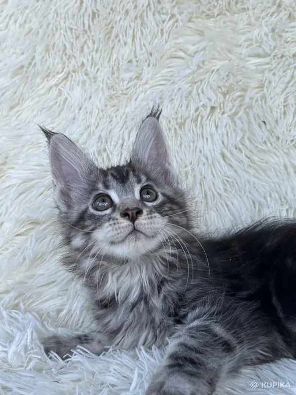 Кошки - Мейн-кун котята - Вся Беларусь - Фото 2 Мейн-кун котята - Вся Беларусь - 264222 - Доска объявлений Kupika.by - Фото 2