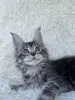 Кошки - Мейн-кун котята - Вся Беларусь - Фото 2 Мейн-кун котята - Вся Беларусь - 264222 - Доска объявлений Kupika.by - Фото 2