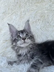 Мейн-кун котята