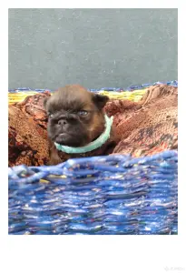 Брюссельский гриффон