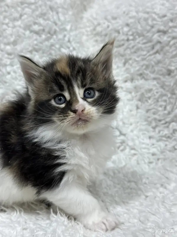Мейн-кун котята - Кобрин - 264429 - Доска объявлений Kupika.by - Фото 12