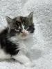 Мейн-кун котята - Кобрин - 264429 - Доска объявлений Kupika.by - Фото 12
