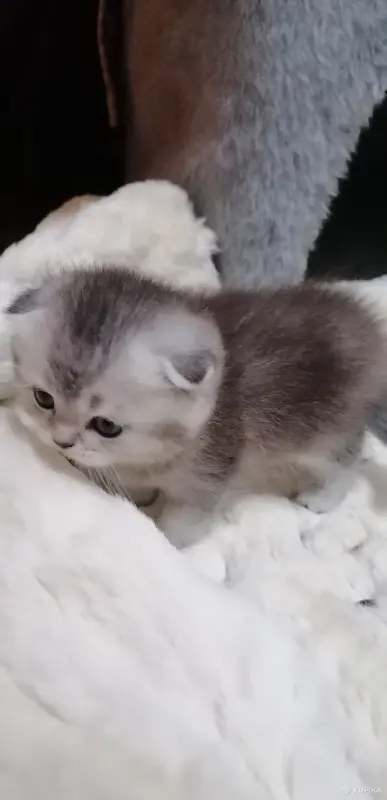 Котята  вислоухие шотландские - Вся Беларусь - 265605 - Доска объявлений Kupika.by - Фото 8