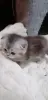 Котята  вислоухие шотландские - Вся Беларусь - 265605 - Доска объявлений Kupika.by - Фото 8