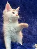 Кошки - Мейн-кун котята - Комарин - Фото 3 Мейн-кун котята - Комарин - 264967 - Доска объявлений Kupika.by - Фото 3