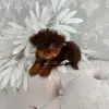 Йоркширский терьер - Вся Беларусь - 265743 - Доска объявлений Kupika.by - Фото 6
